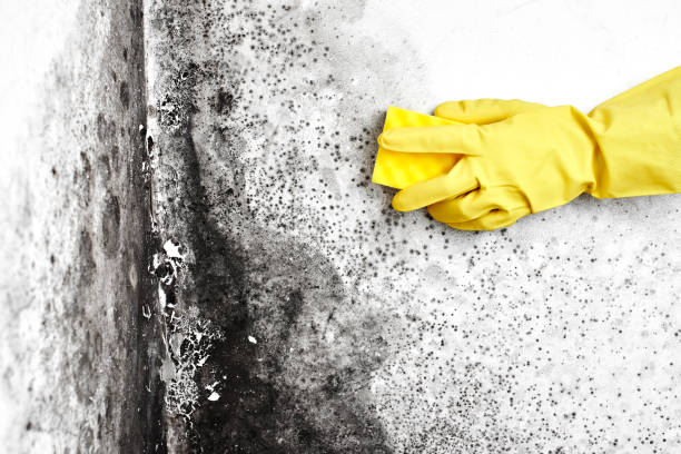 Best Office Mold Removal Services  in Heyworth, IL