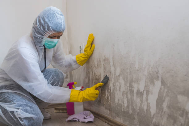 Best Fast Mold Removal  in Heyworth, IL