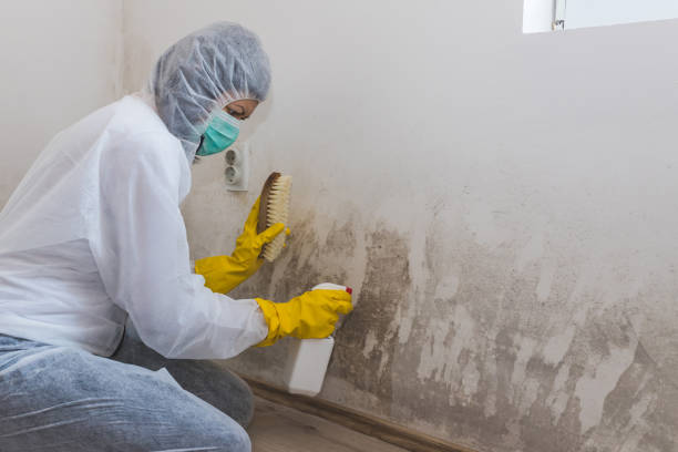 Best Emergency Mold Removal  in Heyworth, IL