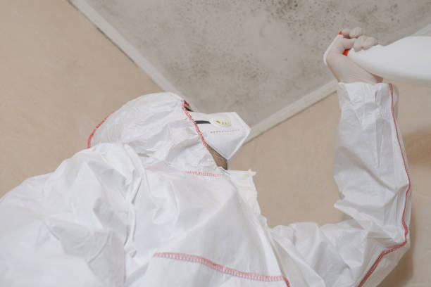 Best Mold Removal Near Me  in Heyworth, IL
