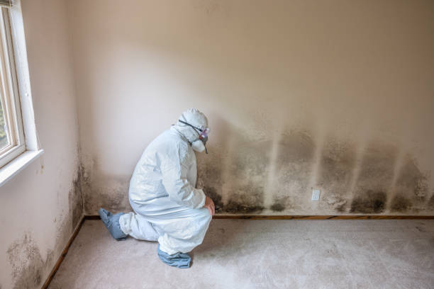 Mold Removal and Inspection in Heyworth, IL