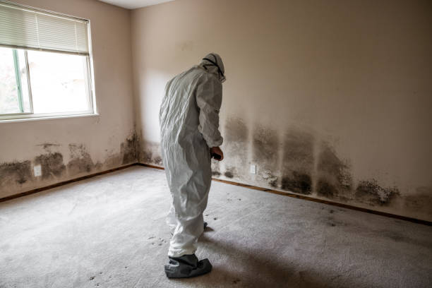 Best Home Mold Removal  in Heyworth, IL