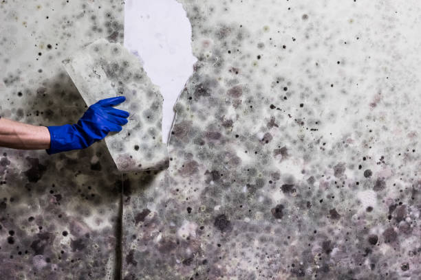 Best Affordable Mold Removal  in Heyworth, IL