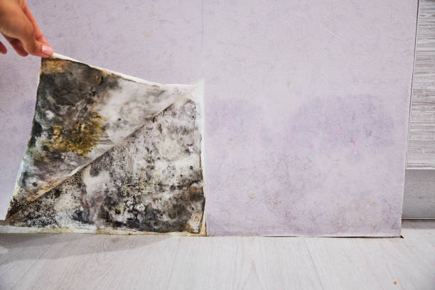 Best Crawl Space Mold Removal  in Heyworth, IL
